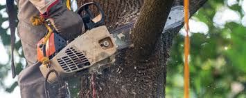 Best Tree Removal  in Rusk, TX