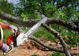 Best Root Management and Removal  in Rusk, TX