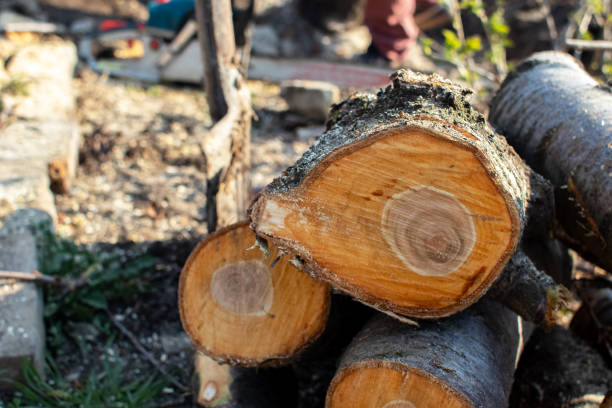 Best Storm Damage Tree Cleanup  in Rusk, TX