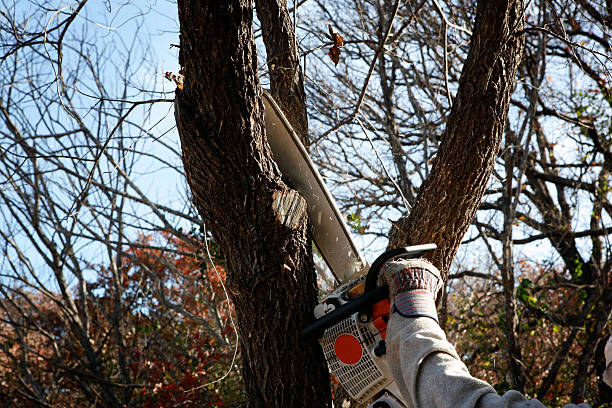 Best Tree Disease Treatment  in Rusk, TX