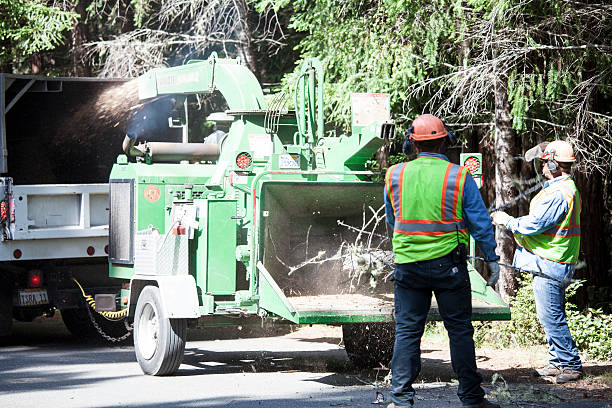  Rusk, TX Tree Removal Services Pros