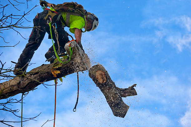 How Our Tree Care Process Works  in  Rusk, TX